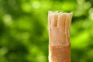 El miswak, un antecesor del cepillo de dientes europeo
